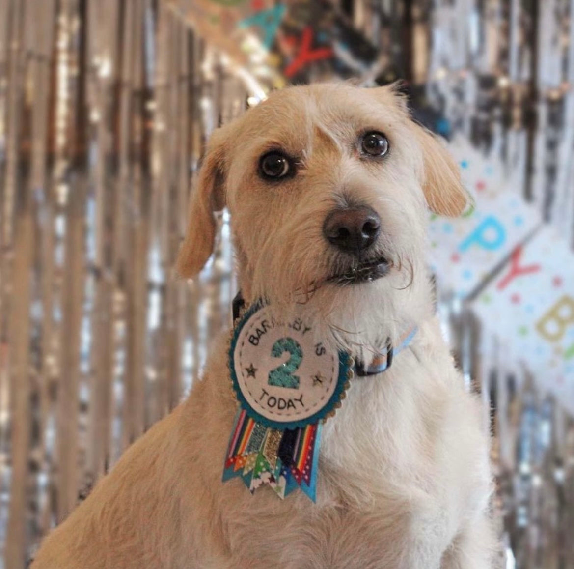 Dog birthday rosette