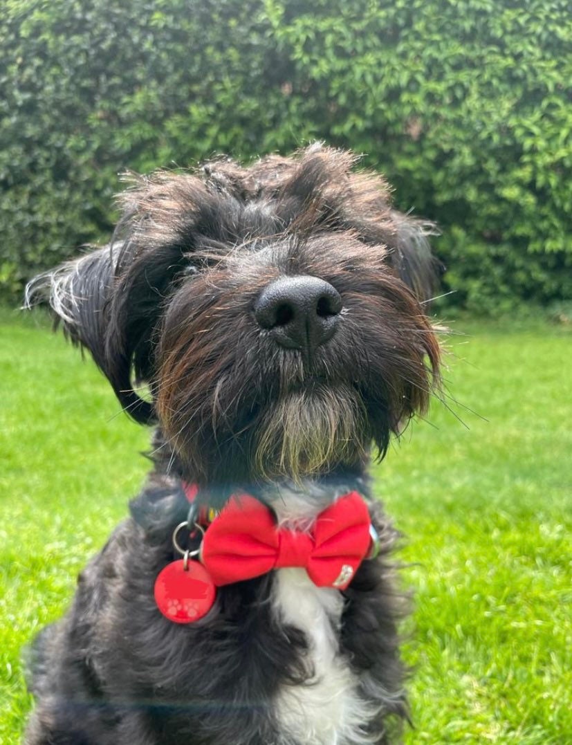 Personalised dog bow tie, dog bow, dog bow tie, initial dog bow, initial dog bow tie, collar bow