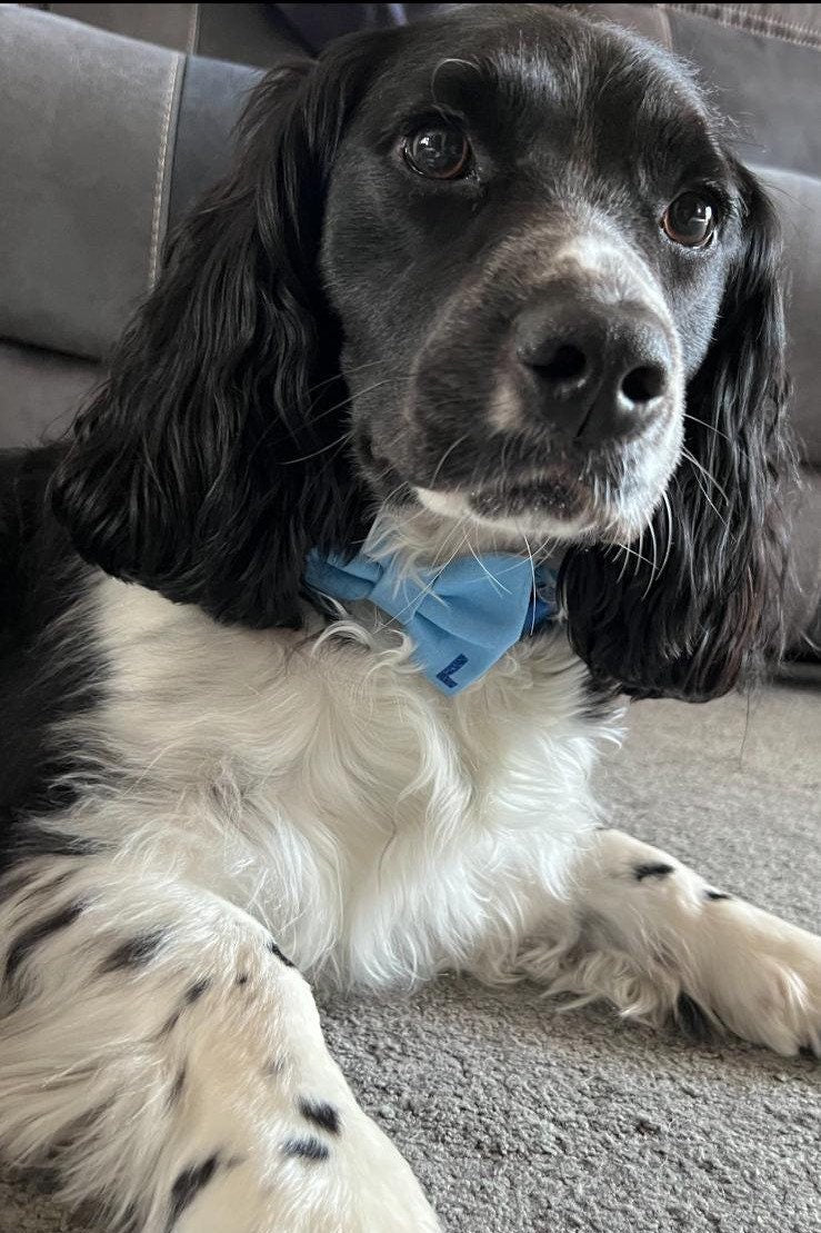 Personalised dog bow tie, dog bow, dog bow tie, initial dog bow, initial dog bow tie, collar bow