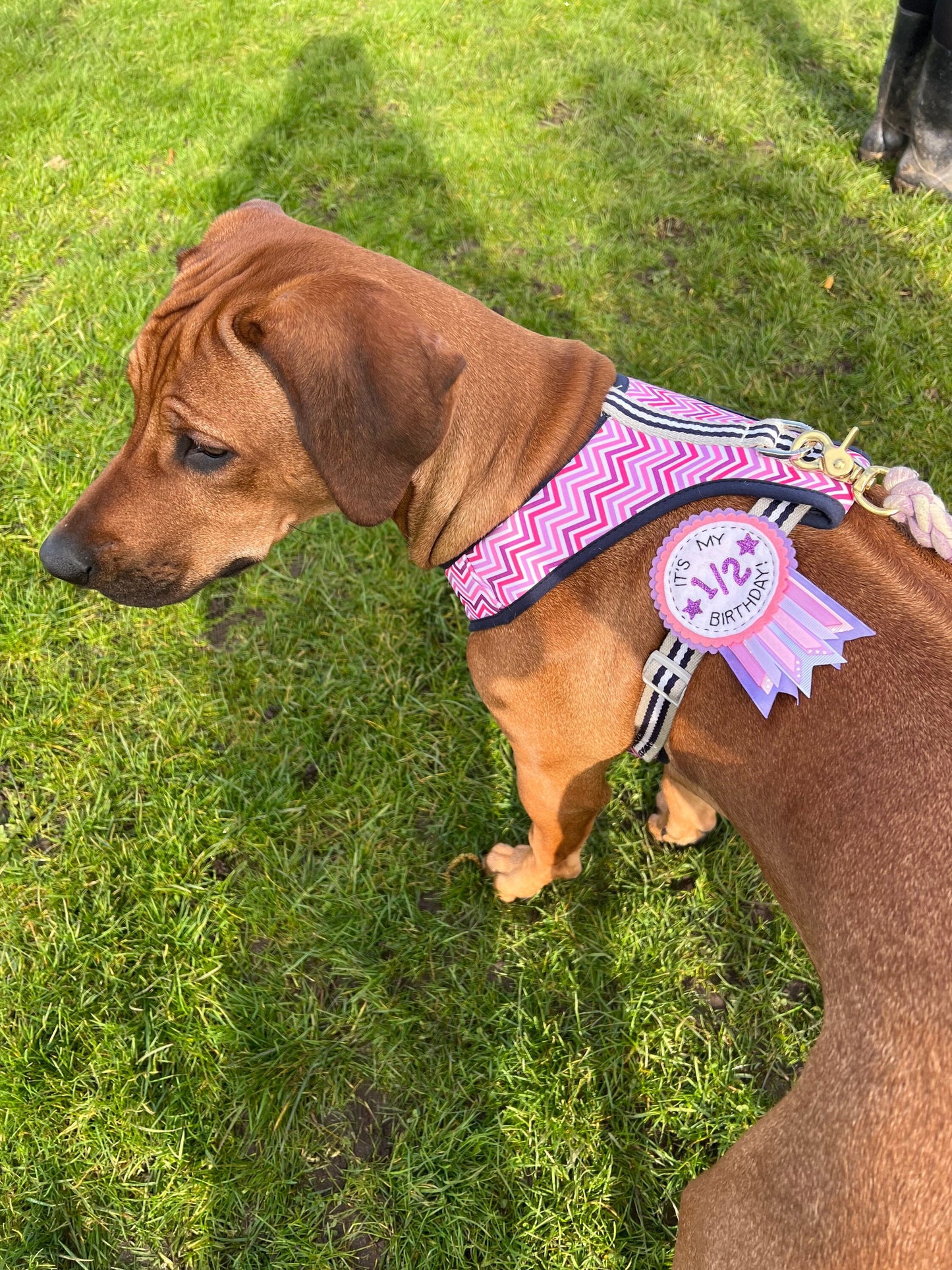 Dog personalised birthday badge rosette, pet birthday badge, dog birthday badge, personalised pet badge, pet birthday badge