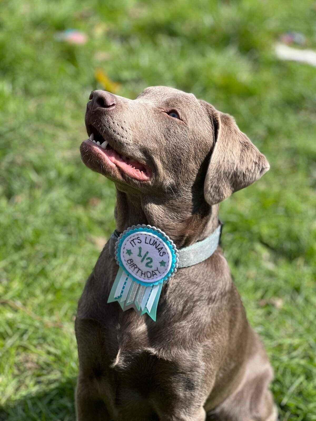 Dog personalised birthday badge rosette, pet birthday badge, dog birthday badge, personalised pet badge, pet birthday badge