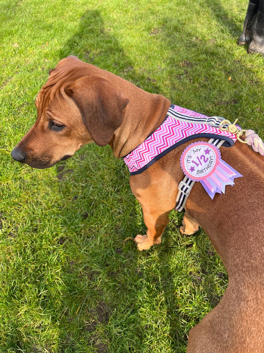 Dog personalised birthday badge rosette, pet birthday badge, dog birthday badge, personalised pet badge, pet birthday badge